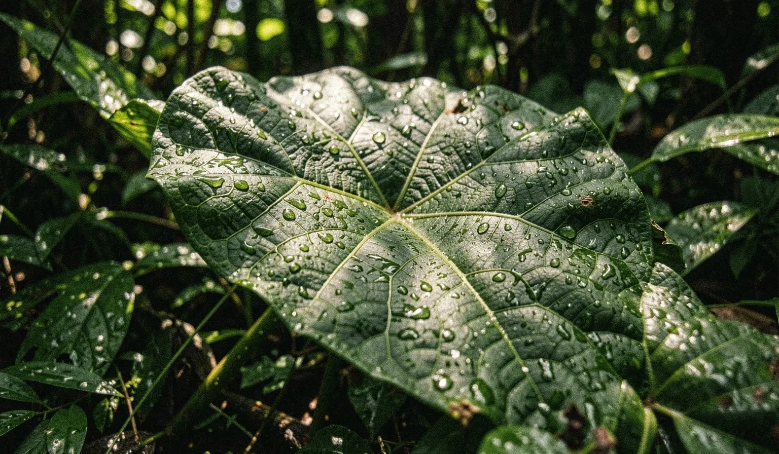 High-purity botanical texture